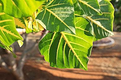 育碧正开发多个《刺客信条》游戏 新作极有可能在日本